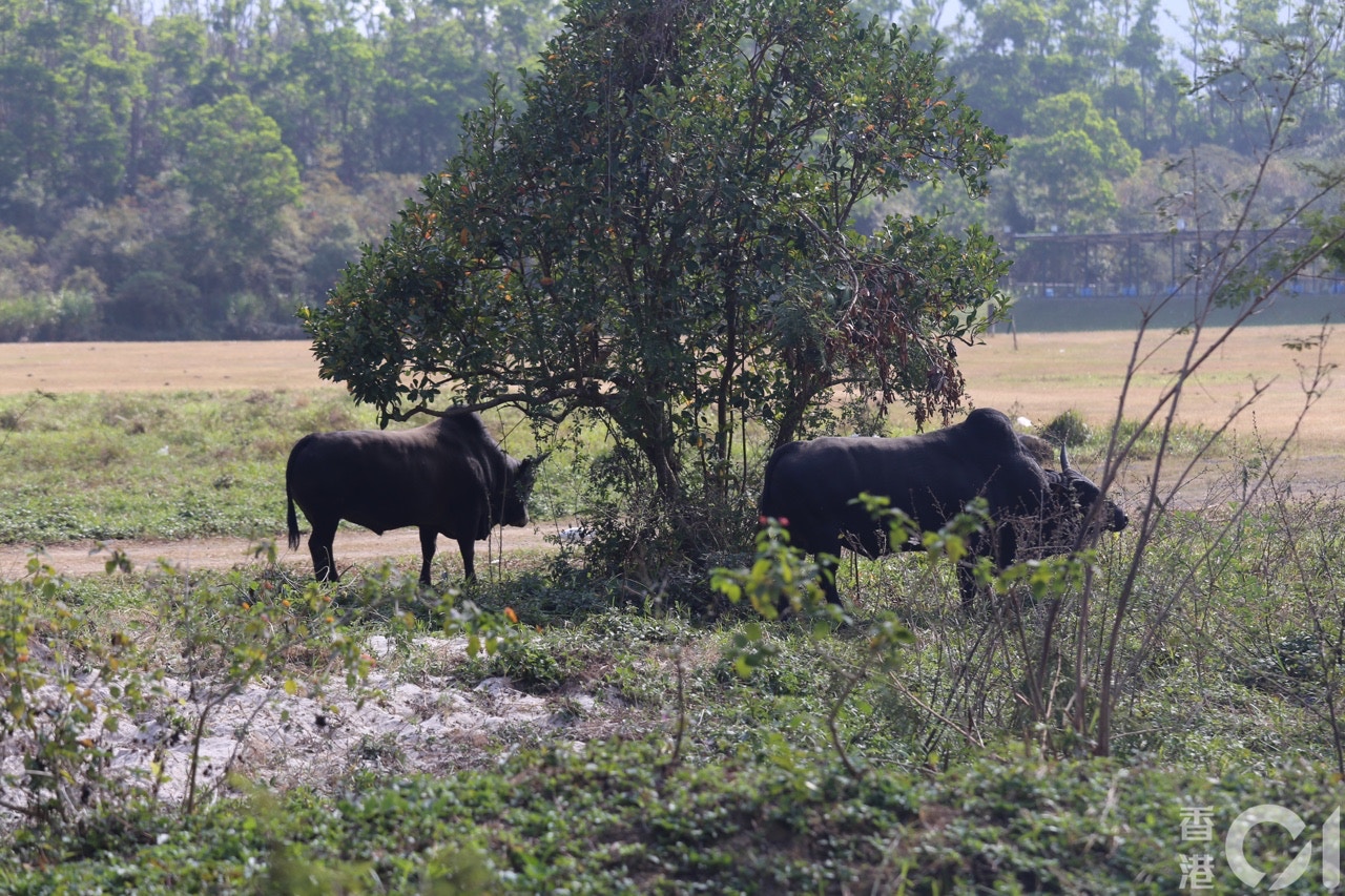 多隻流浪牛在草地行走。(陳諾希攝) 多隻流浪牛在草地行走。(陳諾希攝)