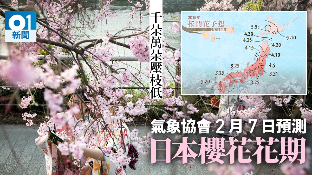 日本櫻花19 開花日期預測福岡熊本3月19日最早開花 香港01 即時國際