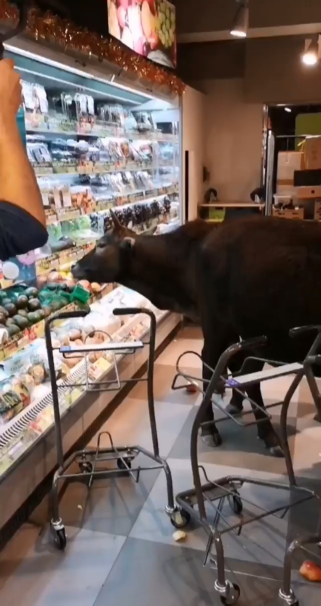 其中一隻黃牛在開放式雪櫃內進食水果。(Stephen Law / 巴打絲打 Facebook Club 轉載影片 截圖) 其中一隻黃牛在開放式雪櫃內進食水果。(Stephen Law / 巴打絲打 Facebook Club 轉載影片 截圖)