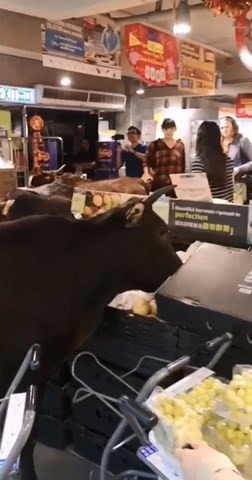 其中一隻黃牛伸口往果籃內吃雪梨及車厘子。(互聯網影片 截圖) 其中一隻黃牛伸口往果籃內吃雪梨及車厘子。(互聯網影片 截圖)