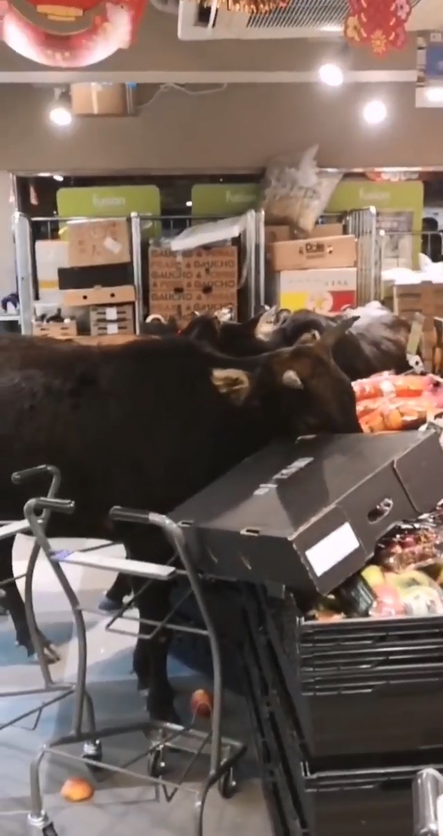 其中一隻黃牛伸口往果籃內吃雪梨及車厘子。(Stephen Law / 巴打絲打 Facebook Club 轉載影片 截圖) 其中一隻黃牛伸口往果籃內吃雪梨及車厘子。(Stephen Law / 巴打絲打 Facebook Club 轉載影片 截圖)