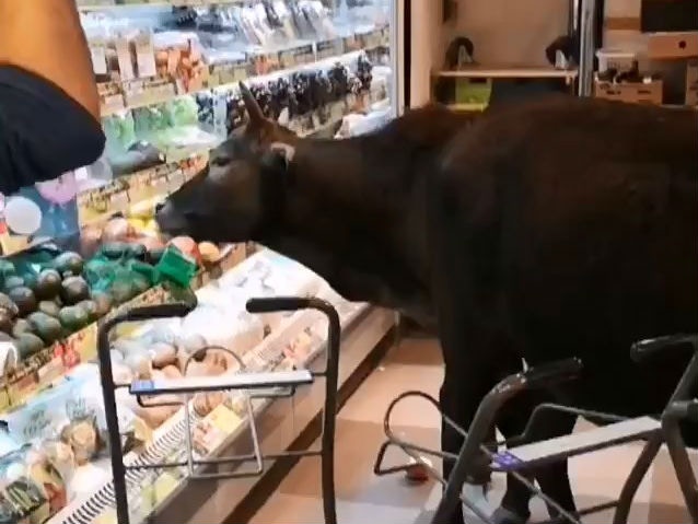 其中一隻黃牛在開放式雪櫃內進食水果。(Stephen Law / 巴打絲打 Facebook Club 轉載影片 截圖) 其中一隻黃牛在開放式雪櫃內進食水果。(Stephen Law / 巴打絲打 Facebook Club 轉載影片 截圖)