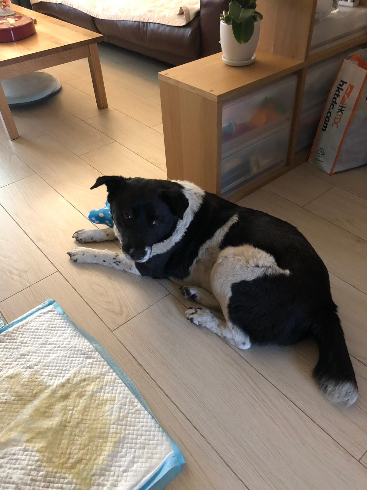 唐狗女目前健康狀況尚算良好,但仍十分慌張。(受訪者提供) 唐狗女目前健康狀況尚算良好,但仍十分慌張。(受訪者提供)