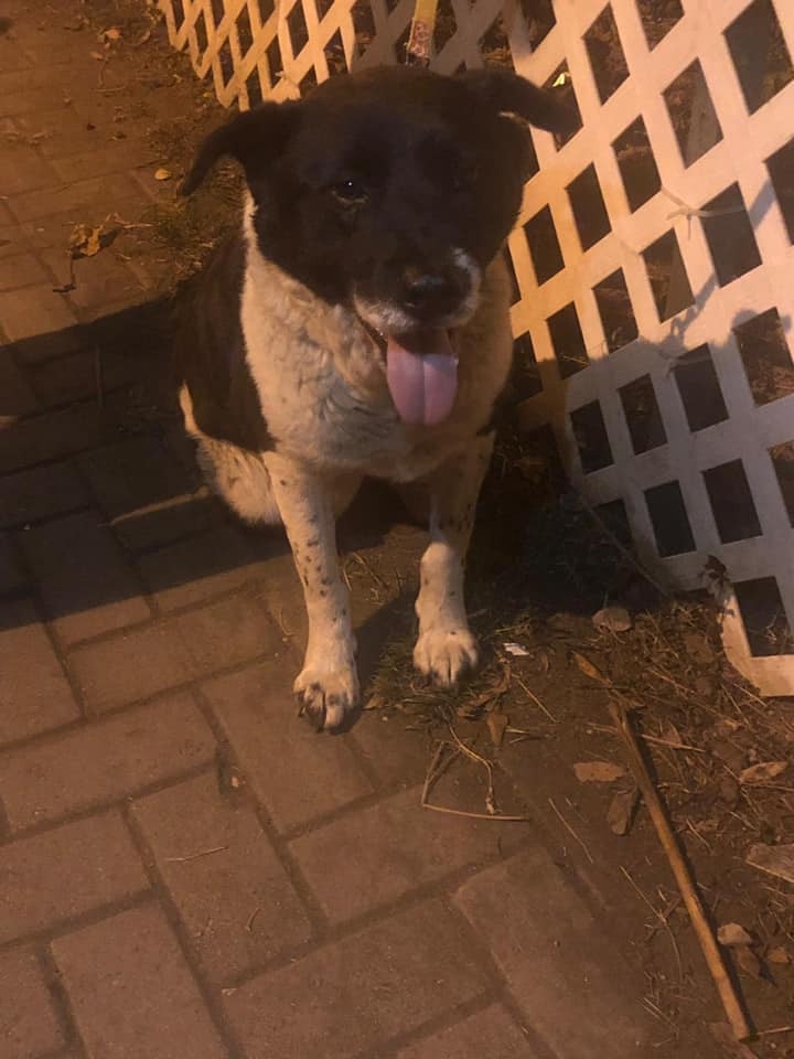 唐狗女在屯門藍地青磚圍被人尋獲。(受訪者提供) 唐狗女在屯門藍地青磚圍被人尋獲。(受訪者提供)