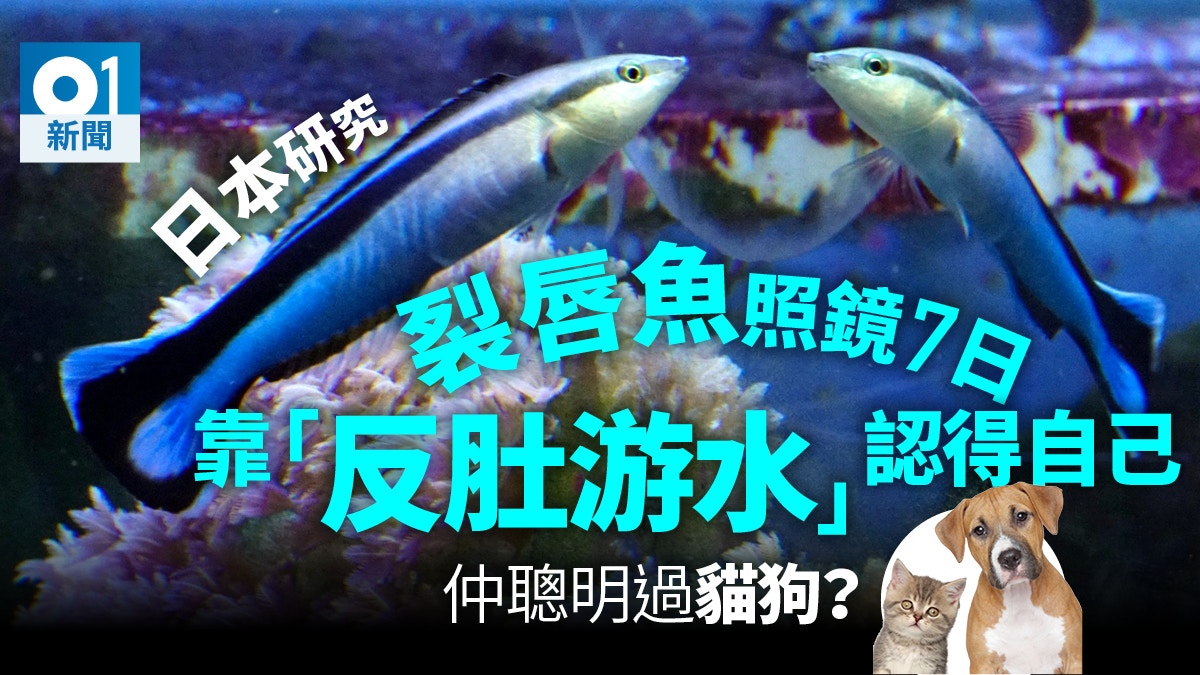 魚有自我認知能力日本研究：裂唇魚照鏡認得自己｜香港01｜世界專題