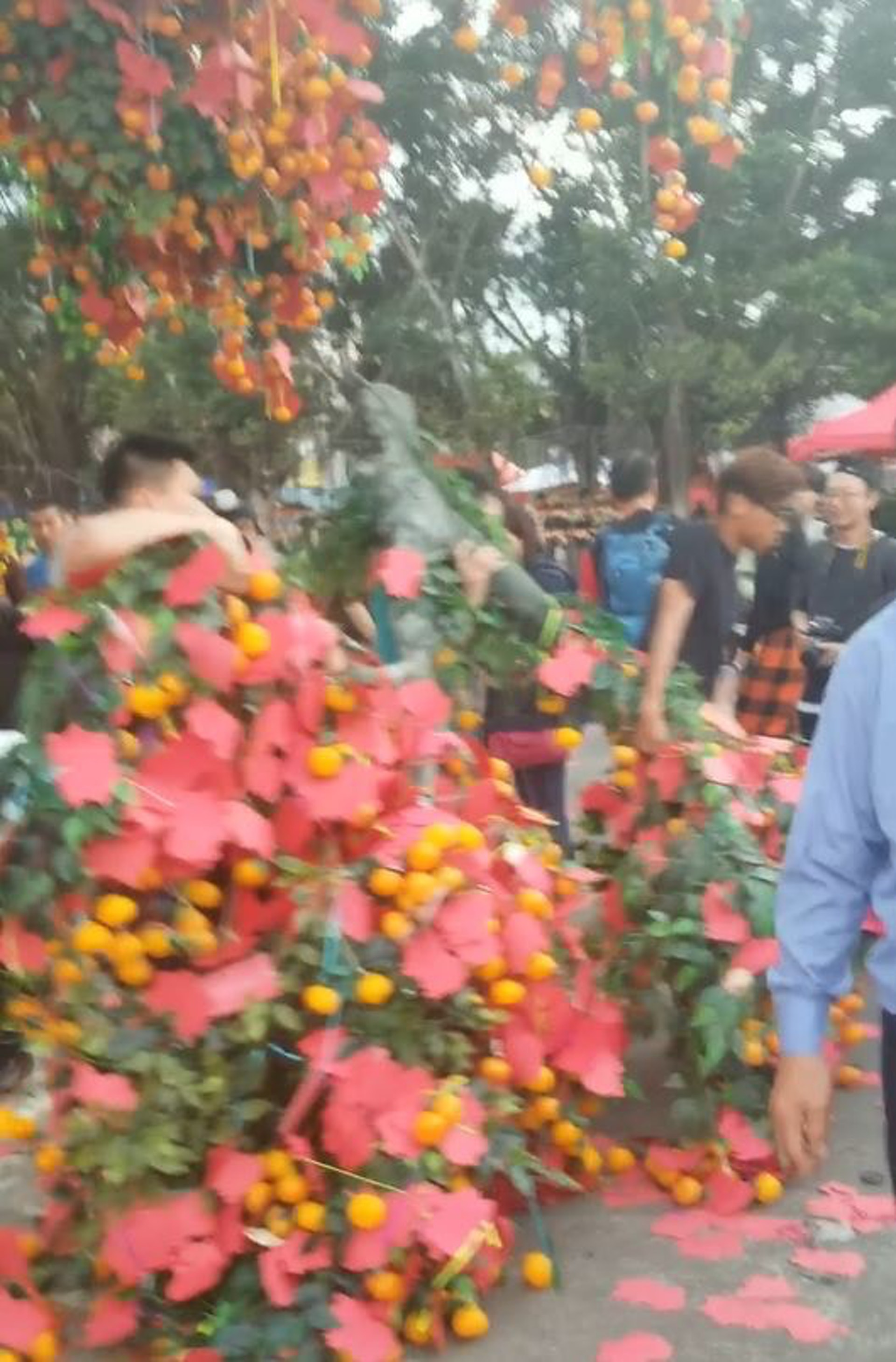 大埔林村許願樹在大年初二(6日)承受不了寶牒,一條粗枝幹突然塌下。(受訪者胡先生提供圖片) 大埔林村許願樹在大年初二(6日)承受不了寶牒,一條粗枝幹突然塌下。(受訪者胡先生提供圖片)