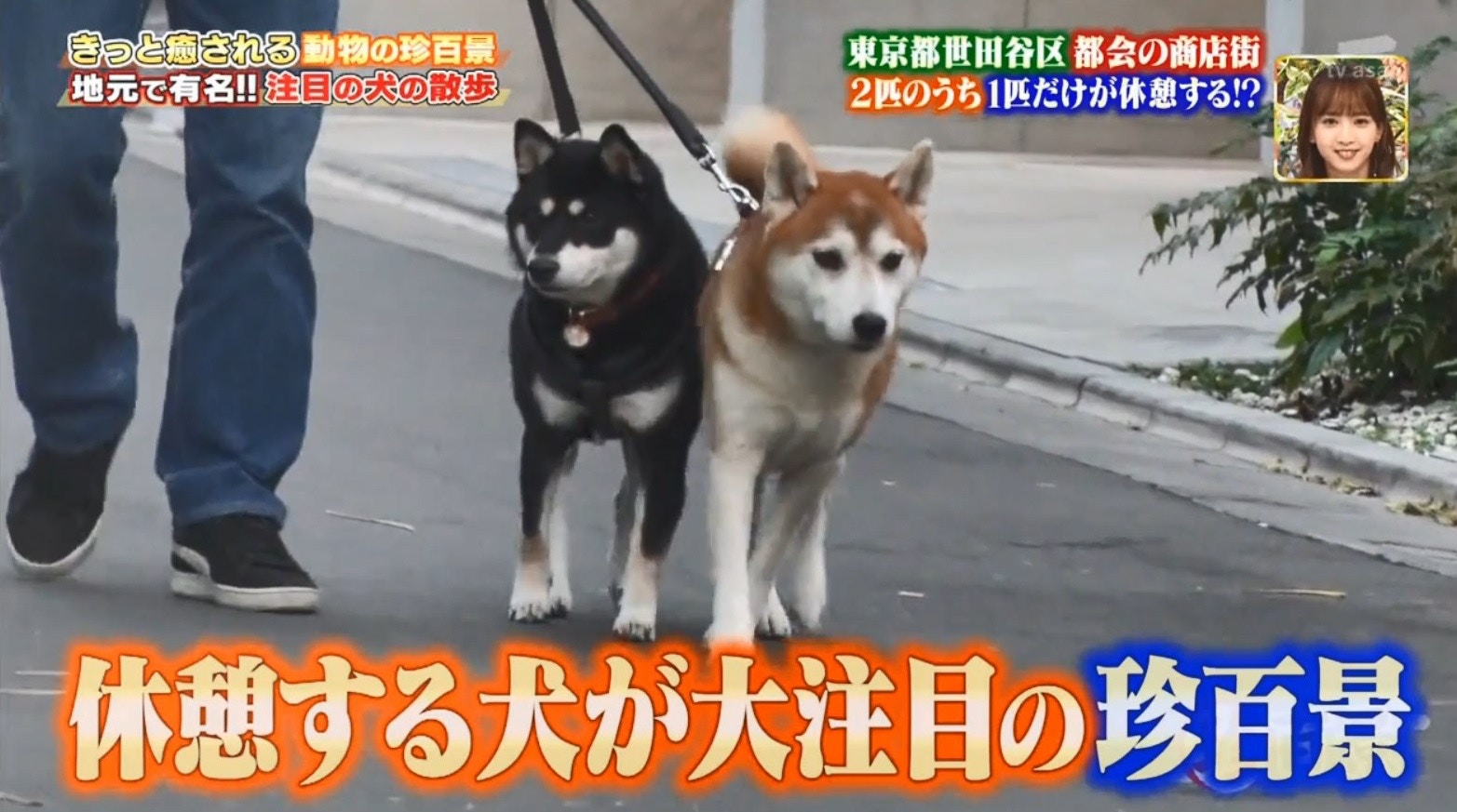 日本兩柴犬被捧為東京小明星全因散步方式超爆趣可愛 香港01 寵物