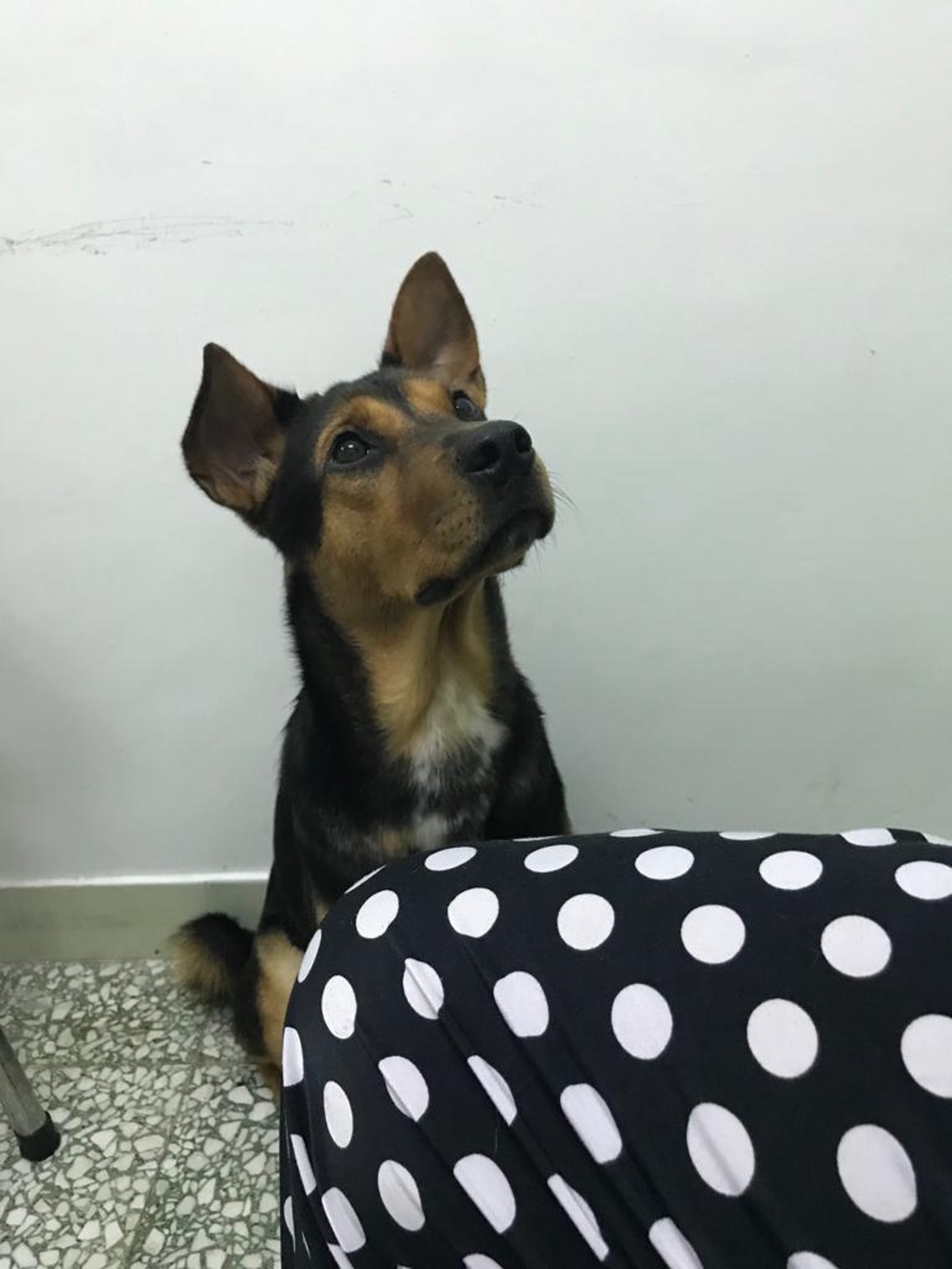 鄧先生由昨日(10)下午1時起至今早10時由元朗徒步至天水圍尋狗,他表示為了尋回狗狗,有多辛苦都在所不辭。(受訪者提供) 鄧先生由昨日(10)下午1時起至今早10時由元朗徒步至天水圍尋狗,他表示為了尋回狗狗,有多辛苦都在所不辭。(受訪者提供)