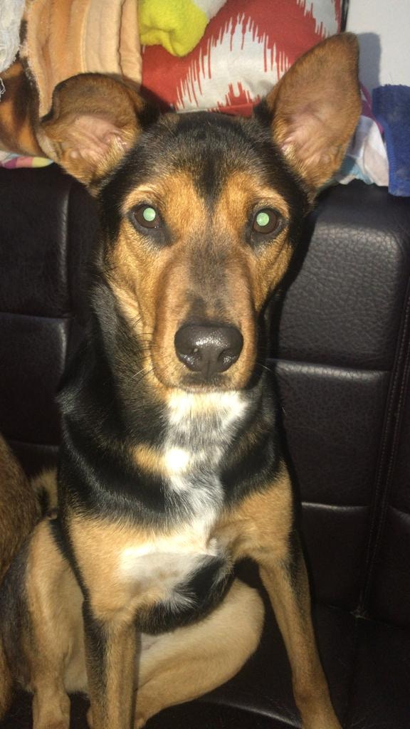 鄧先生表示鵪鶉性格膽小怕事,由於曾遭前主人虐待,因此花了不少時間與牠建立信任。(受訪者提供) 鄧先生表示鵪鶉性格膽小怕事,由於曾遭前主人虐待,因此花了不少時間與牠建立信任。(受訪者提供)