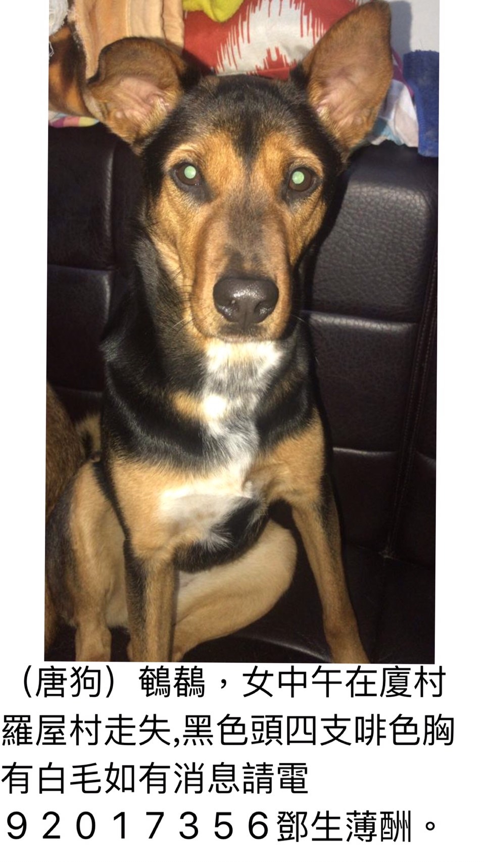 鄧先生於社交平台發帖,盼附近居民可幫忙留意及尋找愛犬「鵪鶉」。(受訪者提供) 鄧先生於社交平台發帖,盼附近居民可幫忙留意及尋找愛犬「鵪鶉」。(受訪者提供)