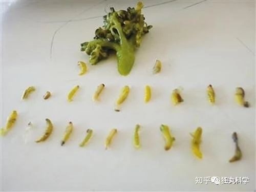 一棵西蘭花暗藏幾多條蟲 荔枝更惹蟲有種水果竟藏蜜蜂屍體