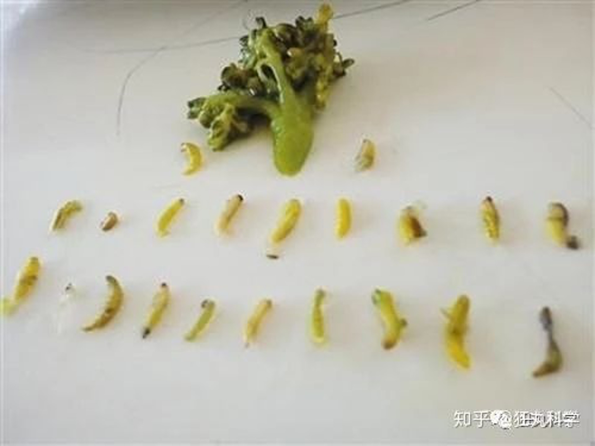 一棵西蘭花暗藏幾多條蟲 荔枝更惹蟲有種水果竟藏蜜蜂屍體 一棵西蘭花暗藏幾多條蟲 荔枝更惹蟲有種水果竟藏蜜蜂屍體