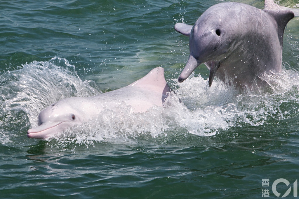 隨着城市基建項目的擴展,香港本地鯨豚的棲息環境日漸萎縮。(資料圖片 / 吳鍾坤攝) 隨着城市基建項目的擴展,香港本地鯨豚的棲息環境日漸萎縮。(資料圖片 / 吳鍾坤攝)