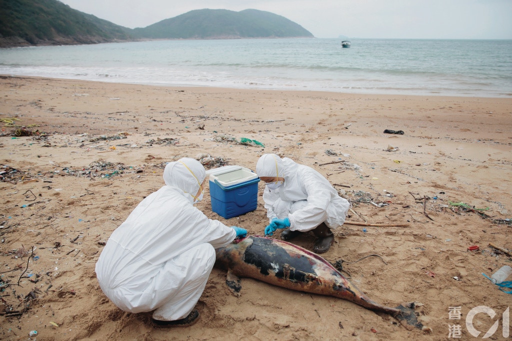盧芷欣在過去四年跟進香港水域內的鯨豚擱淺個案,並依賴義工及兼職同事協 助解剖及記錄工作。(李澤彤攝) 盧芷欣在過去四年跟進香港水域內的鯨豚擱淺個案,並依賴義工及兼職同事協 助解剖及記錄工作。(李澤彤攝)