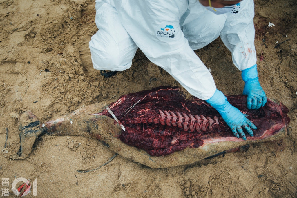 今年第一宗鯨豚擱淺在西貢蚺蛇灣發現,由於位置偏遠及涉水路運送,香港海洋公園保育基金「鯨豚擱淺行動組」負責人盧芷欣決定即場解剖,帶走內臟及頭顱,把剩餘屍身妥善包裹後,日後由漁護署派員清理。(李澤彤攝) 今年第一宗鯨豚擱淺在西貢蚺蛇灣發現,由於位置偏遠及涉水路運送,香港海洋公園保育基金「鯨豚擱淺行動組」負責人盧芷欣決定即場解剖,帶走內臟及頭顱,把剩餘屍身妥善包裹後,日後由漁護署派員清理。(李澤彤攝)