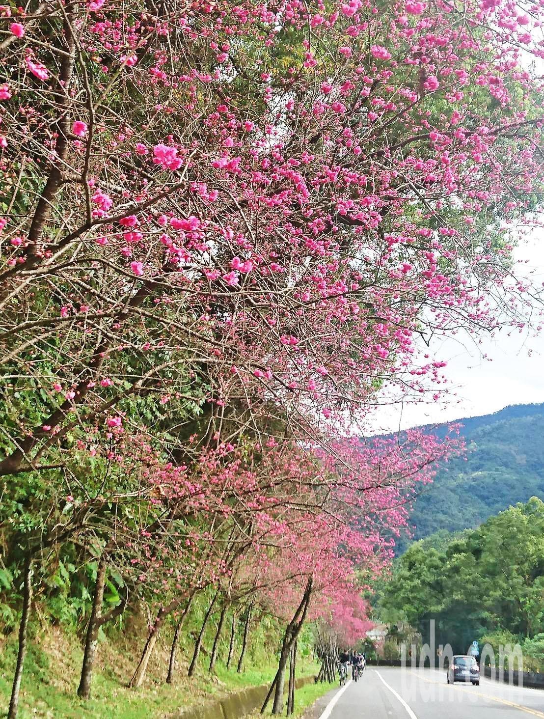 台7丙線被譽為台灣最美的公路，沿途栽種2萬多株櫻花，在 宜蘭縣三星與大同路段，花樹滿路。（聯合新聞網提供）