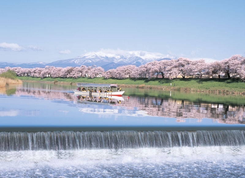 東北櫻花 下 山形天童 宮城仙台 福島三春町四月賞櫻景點