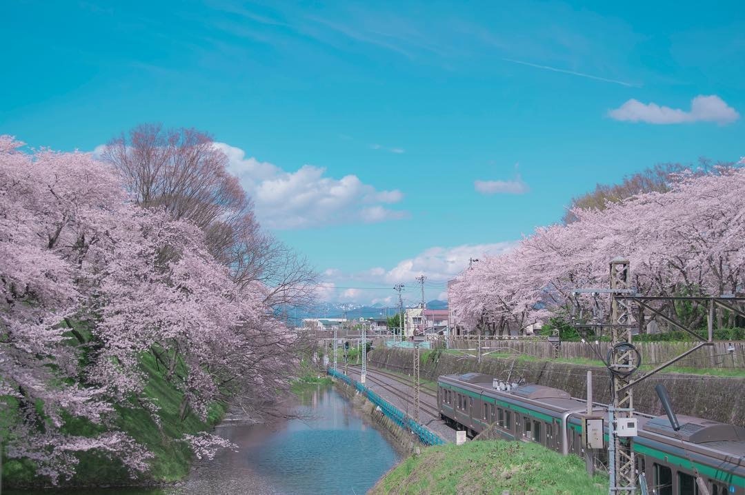 東北櫻花 下 山形天童 宮城仙台 福島三春町四月賞櫻景點