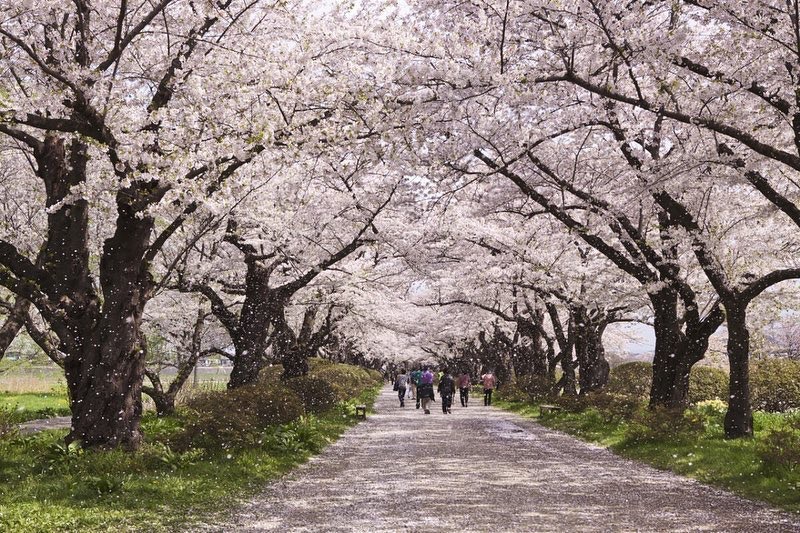 東北櫻花 上 青森弘前 岩手北上盛岡賞櫻名所四月都未遲 香港01 旅遊