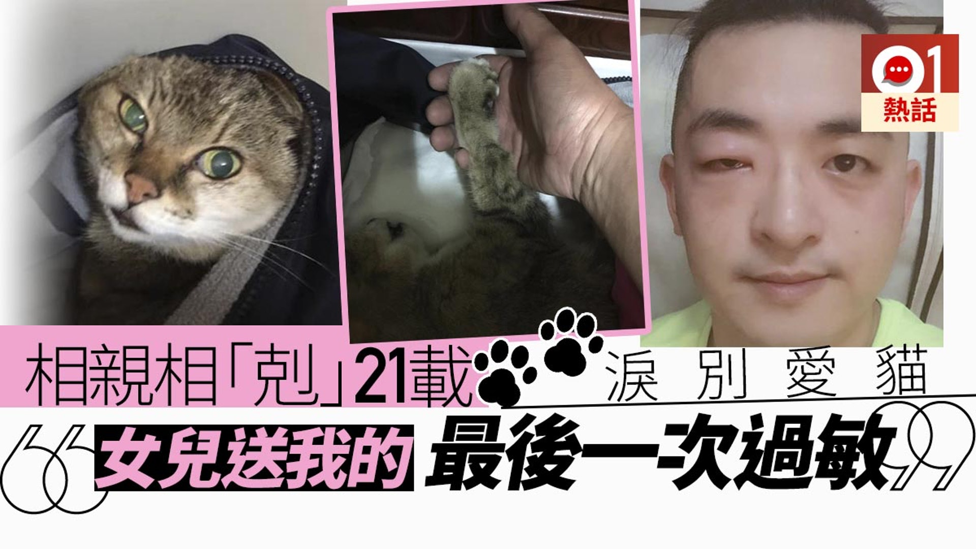 過敏腫成豬頭仍收養了21年台男淚別愛貓 女兒送我最後一次過敏 香港01 熱爆話題 過敏腫成豬頭仍收養了21年台男淚別愛貓 女兒送我最後一次過敏 香港01 熱爆話題
