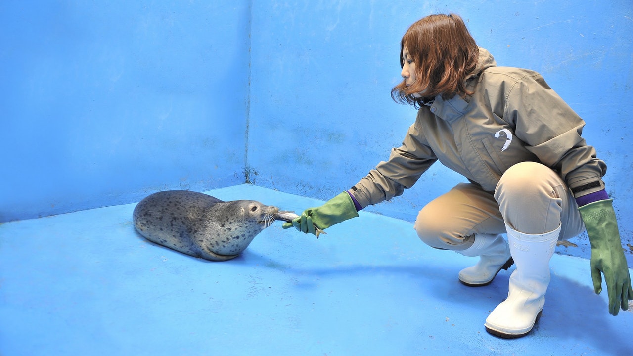 大連保護區百隻小斑海豹被偷圖賣水族館 36隻受驚慘死 大連保護區百隻小斑海豹被偷圖賣水族館 36隻受驚慘死