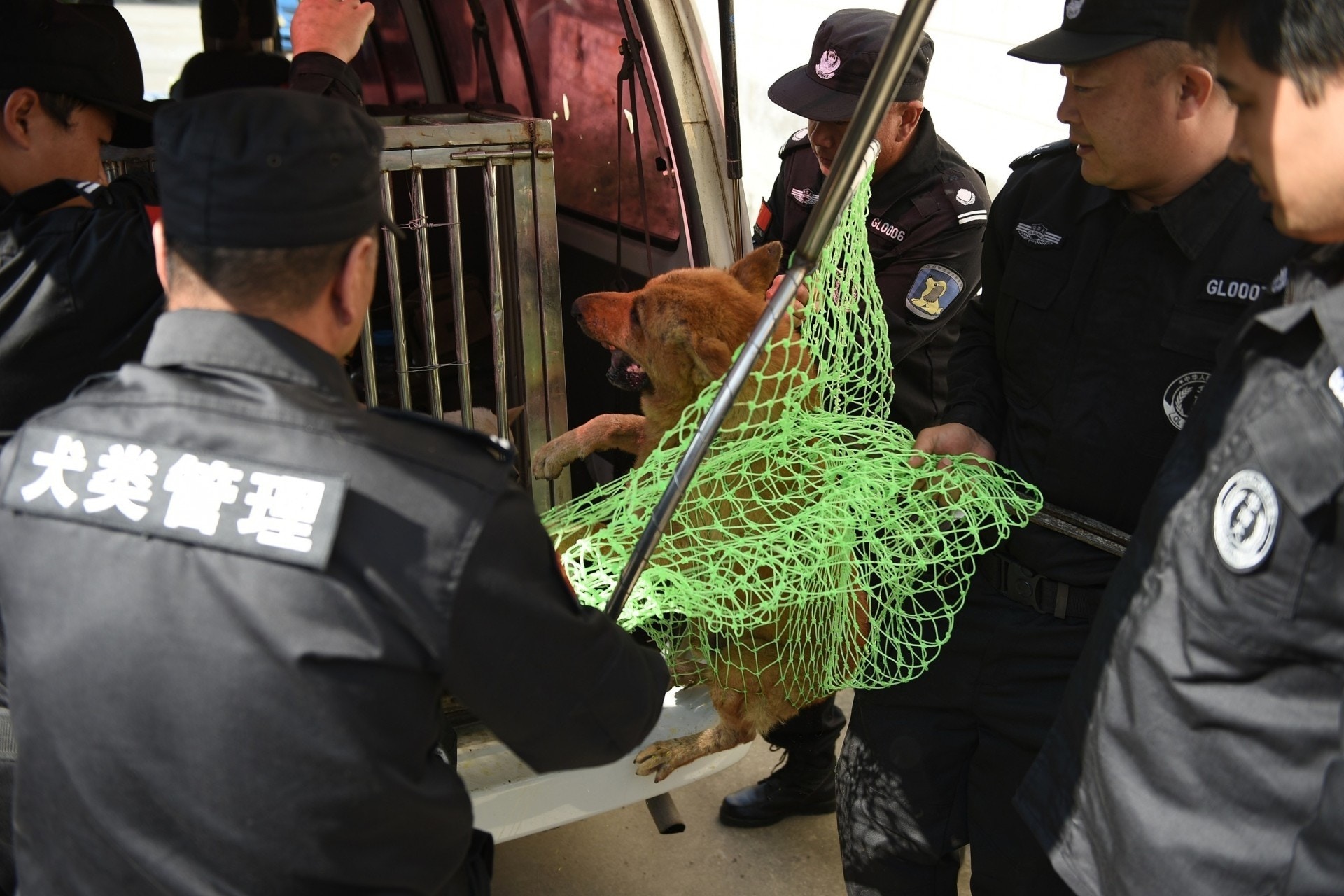 去年內地城執行限狗令,每當見狗狗無證或無牽狗繩即扣留。(視覺中國) 去年內地城執行限狗令,每當見狗狗無證或無牽狗繩即扣留。(視覺中國)