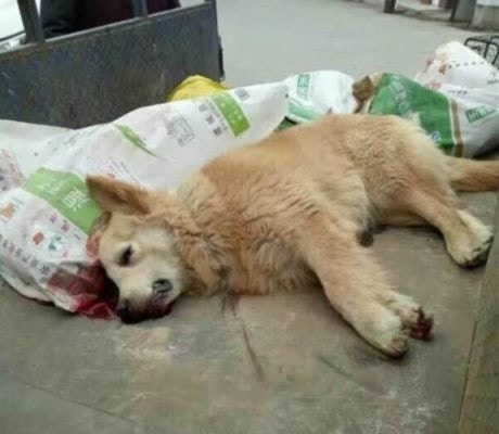 兩年前四川眉山市修文鎮因一名孕婦狂犬病發死亡後,展開大規模殺狗行動。 (四川在線) 兩年前四川眉山市修文鎮因一名孕婦狂犬病發死亡後,展開大規模殺狗行動。 (四川在線)