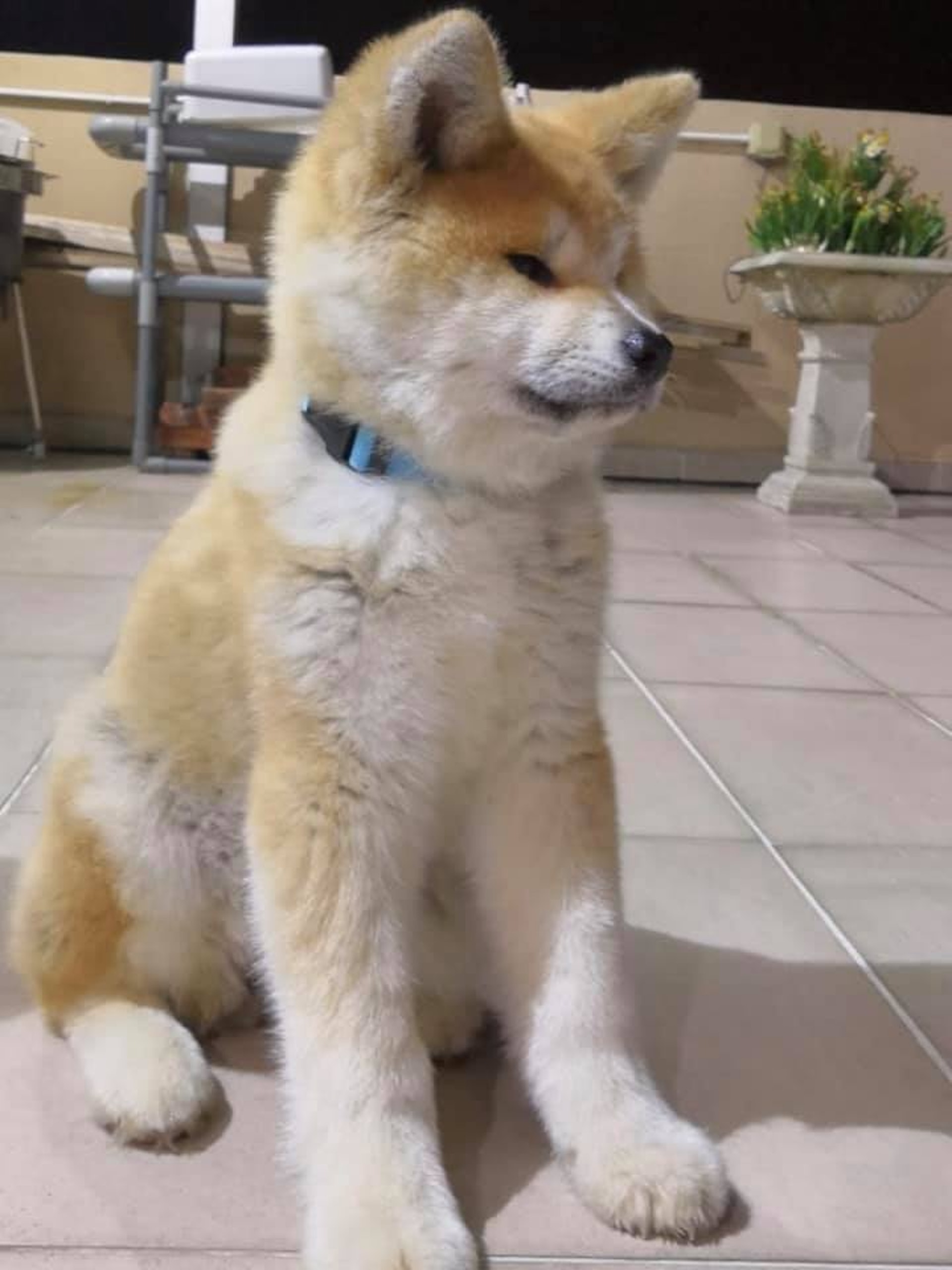 將軍澳秋田犬疑被內地口音女遺棄疑與體型過大有關 香港01 寵物 將軍澳秋田犬疑被內地口音女遺棄疑與體型過大有關 香港01 寵物