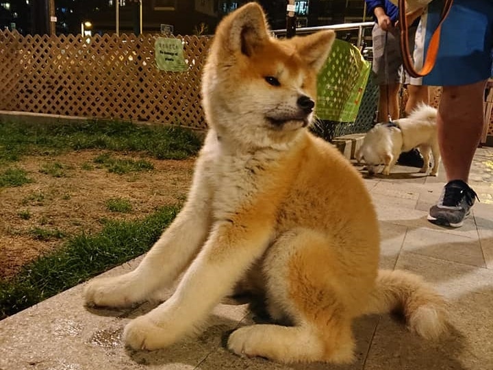 有網友亦留言表示,當晚曾遇小狗。(Facebook圖片: 將軍澳) 有網友亦留言表示,當晚曾遇小狗。(Facebook圖片: 將軍澳)