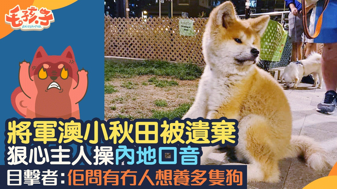 將軍澳秋田犬疑被內地口音女遺棄疑與體型過大有關 香港01 寵物 將軍澳秋田犬疑被內地口音女遺棄疑與體型過大有關 香港01 寵物
