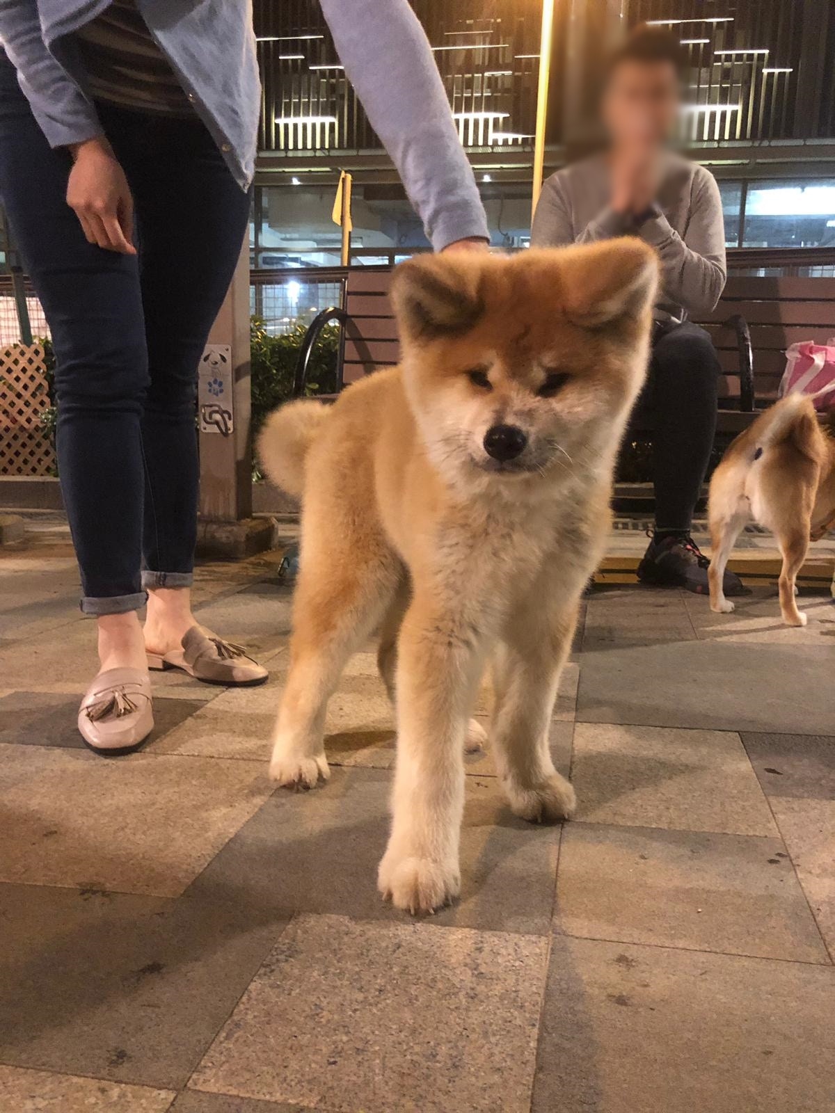 成年雄性秋田犬體長可達71cm。 成年雄性秋田犬體長可達71cm。