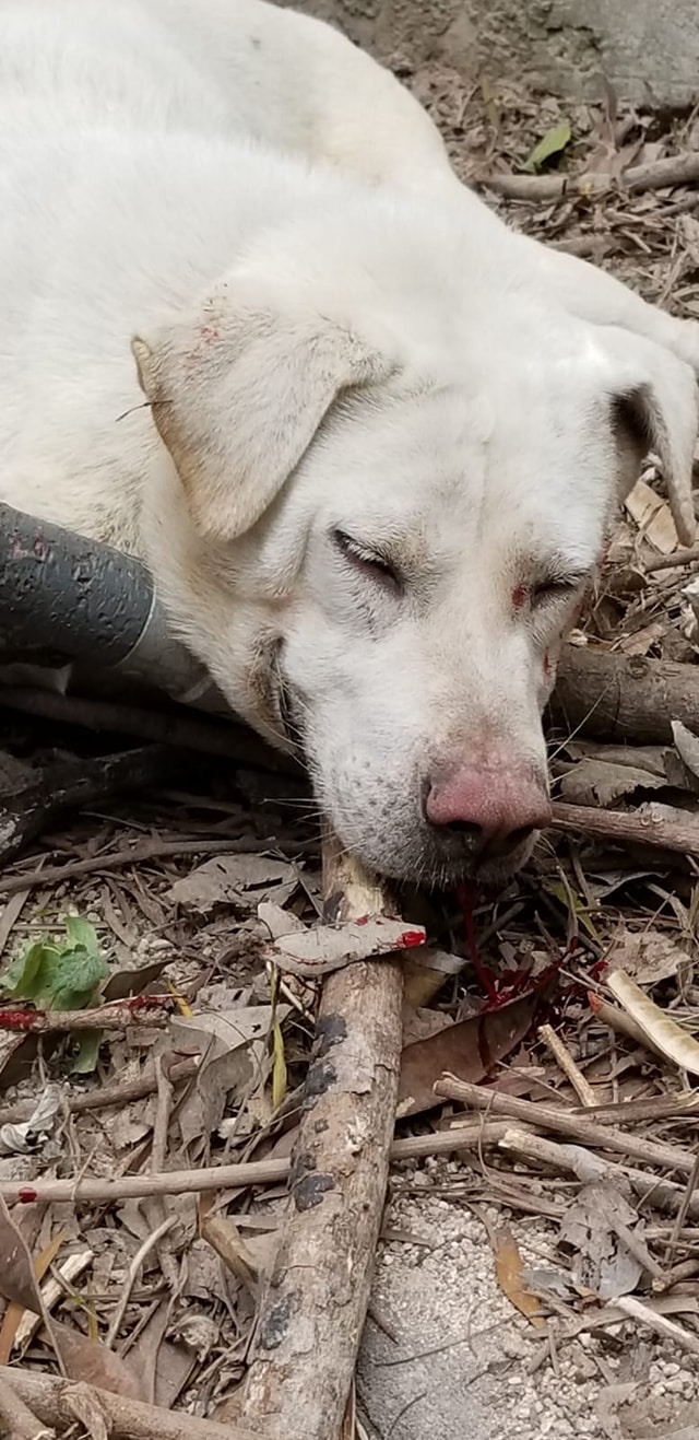 「白白」在被捕捉期間疑似口部受傷。(資料圖片) 「白白」在被捕捉期間疑似口部受傷。(資料圖片)