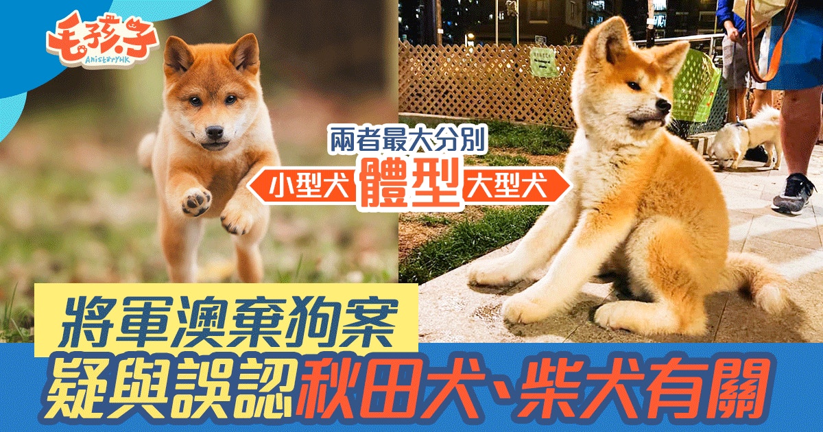 將軍澳棄狗 狠心主人疑將秋田誤認柴犬養兩者體型最易分 香港01 寵物