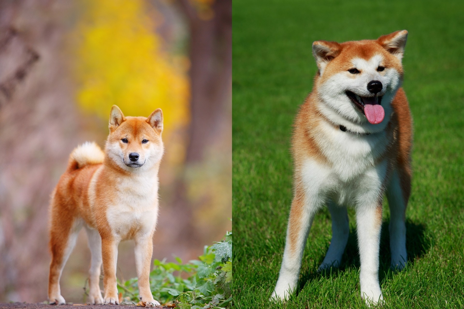 柴犬(左)屬小型犬,身型比秋田犬(右)嬌小得多! 柴犬(左)屬小型犬,身型比秋田犬(右)嬌小得多!