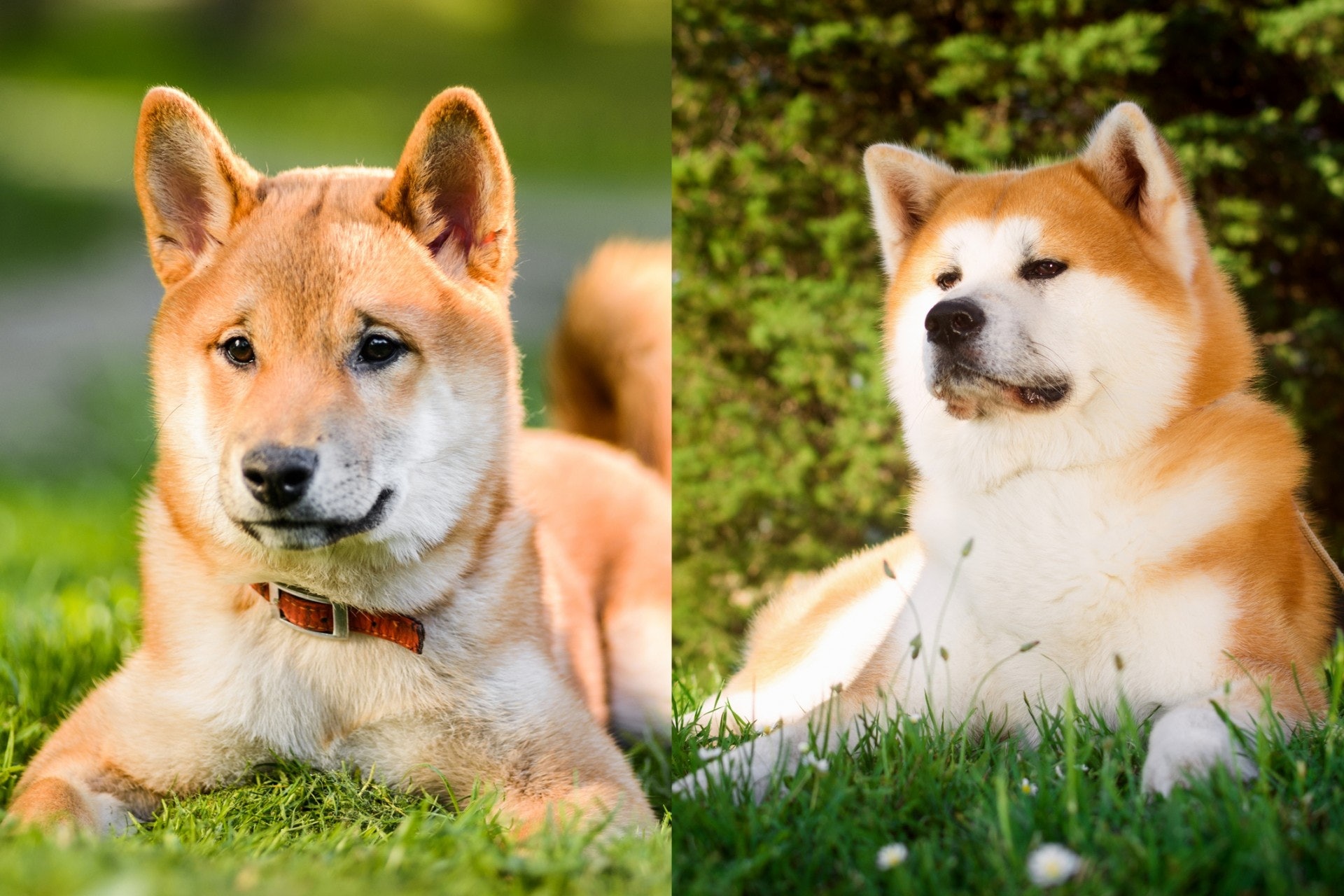 作り上げる広く痛い柴犬大型 Chavarafest Org 作り上げる広く痛い柴犬大型 Chavarafest Org