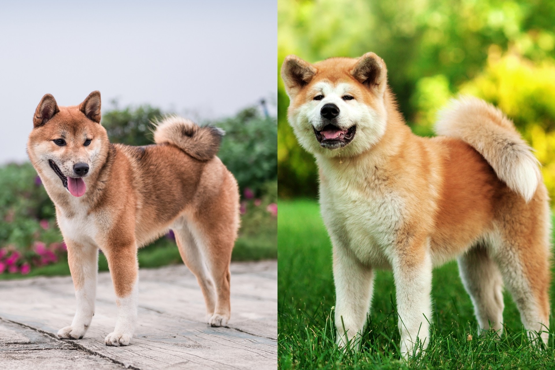 柴犬(左)耳朵、嘴巴比較尖,秋田犬(右)的臉型比較圓潤。 柴犬(左)耳朵、嘴巴比較尖,秋田犬(右)的臉型比較圓潤。