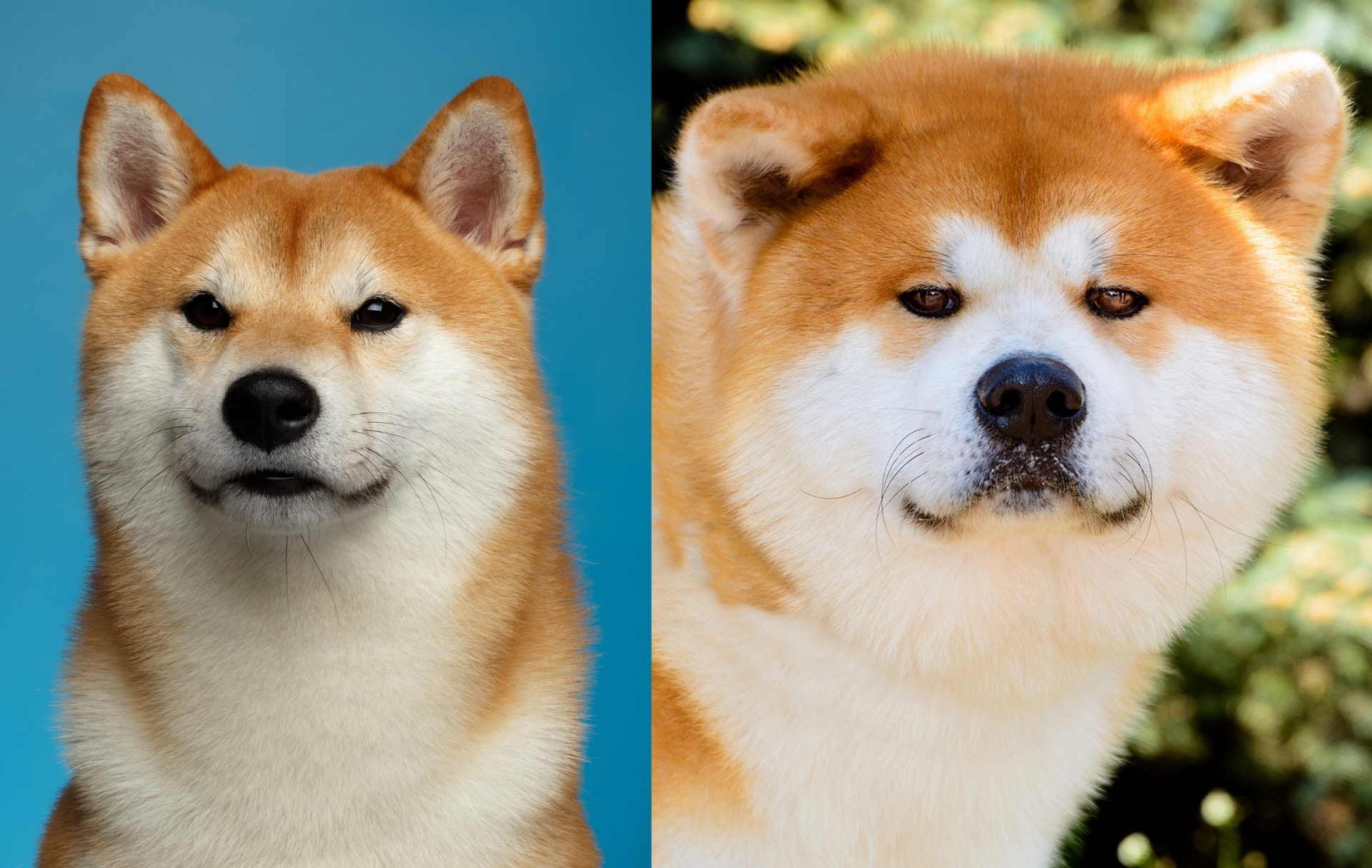 柴犬(左)的耳朵直指向上,秋田犬(右)的耳朵微指向前。 柴犬(左)的耳朵直指向上,秋田犬(右)的耳朵微指向前。