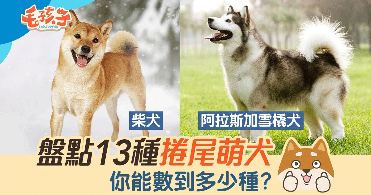 柴犬 松鼠狗齊齊捲尾 盤點13種可愛捲尾狗你認識多少種