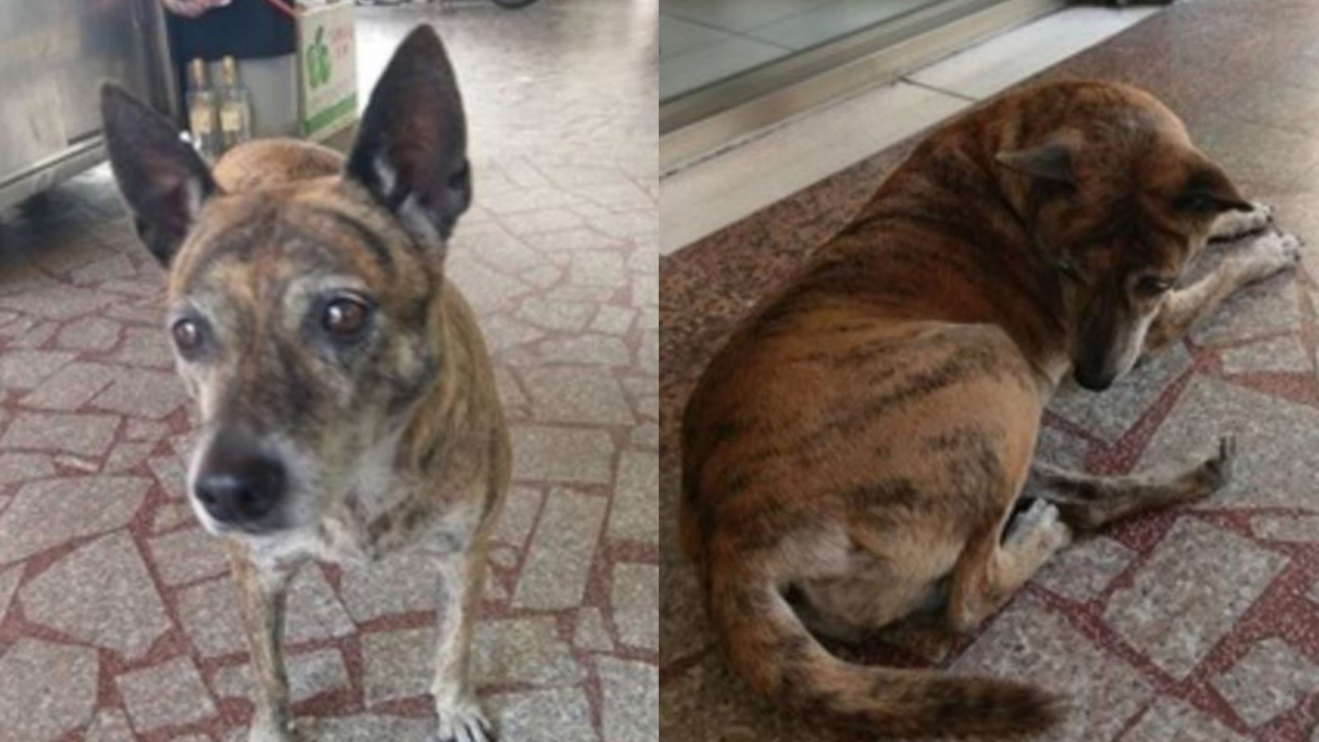 【忠犬】虎斑狗狗遭棄4年　每天仍徘徊後巷　盼與前主人重逢