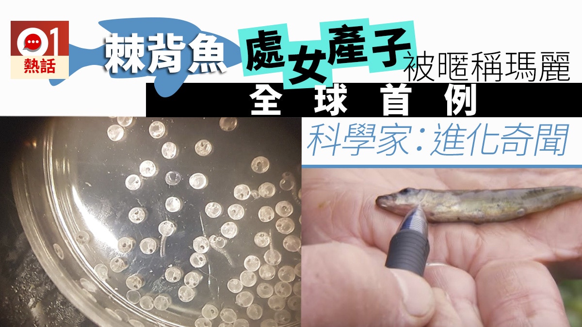 卵胎生 卵胎生