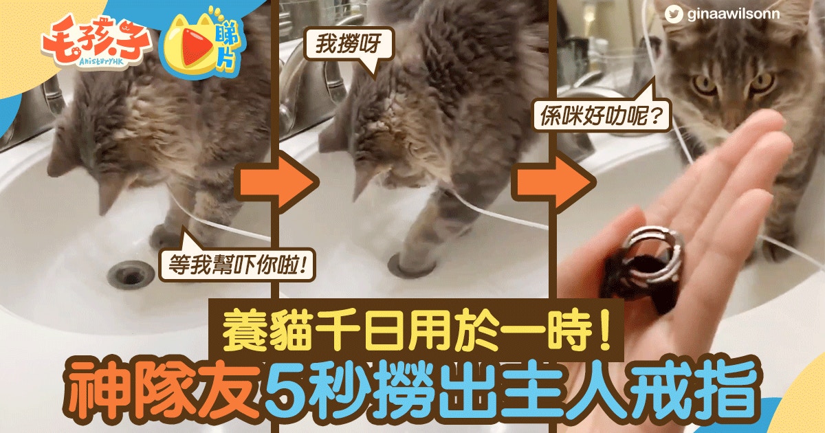 【養貓千日】戒指掉到水槽縫 喵星人伸出神爪輕鬆撈起