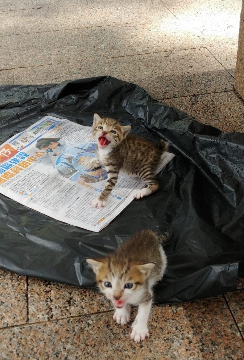 「團團」和「圓圓」日前在屯門鳳地公園被人發現藏於垃圾袋內。(受訪者提供) 「團團」和「圓圓」日前在屯門鳳地公園被人發現藏於垃圾袋內。(受訪者提供)