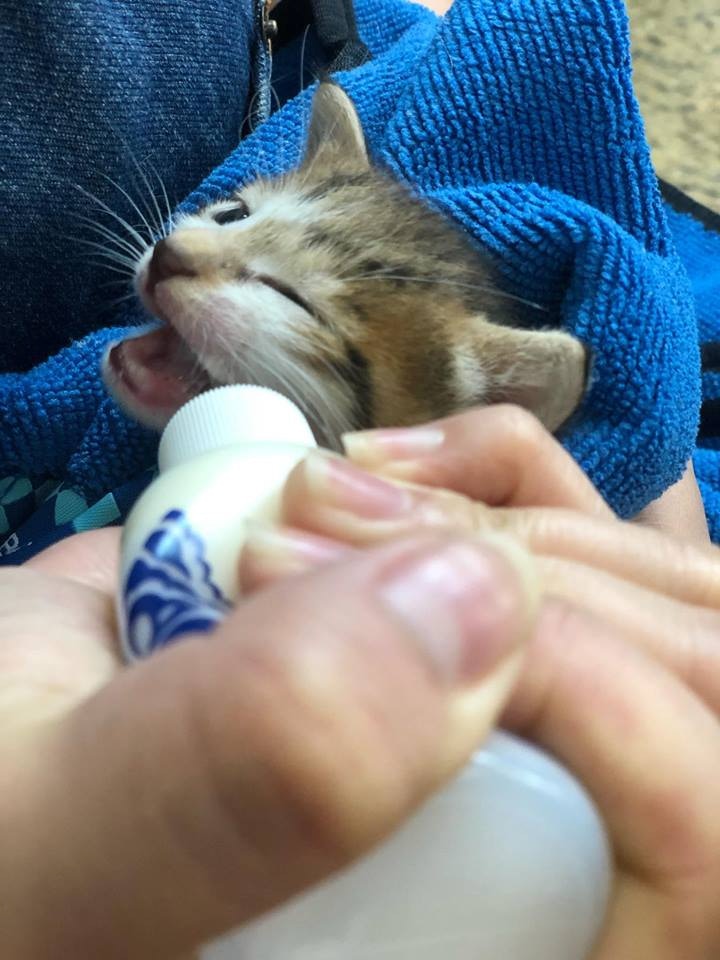 「團團」和「圓圓」需要每兩、三小時餵奶一次。(受訪者提供) 「團團」和「圓圓」需要每兩、三小時餵奶一次。(受訪者提供)