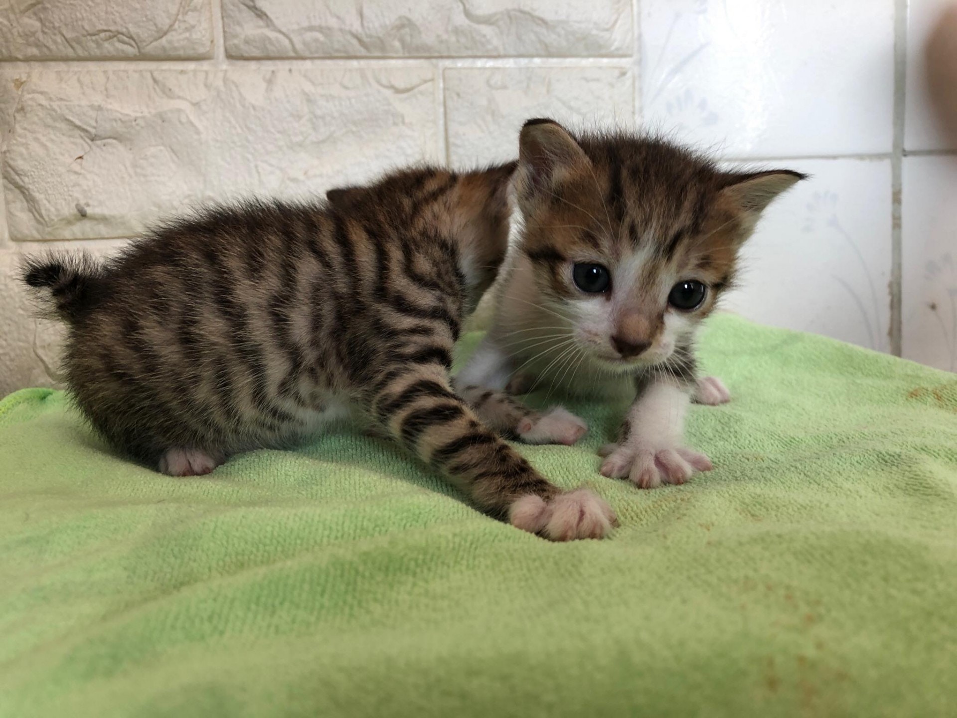 「團團」和「圓圓」目前健康良好。(受訪者提供) 「團團」和「圓圓」目前健康良好。(受訪者提供)