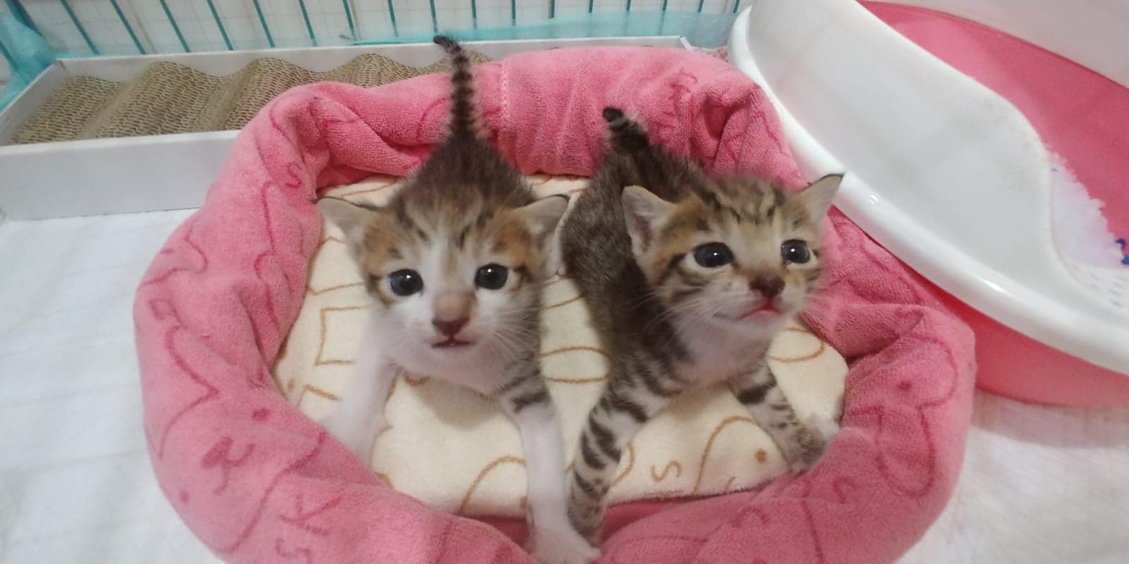 「團團」(左)和「圓圓」(右)當日被人放入垃圾袋內。(受訪者提供) 「團團」(左)和「圓圓」(右)當日被人放入垃圾袋內。(受訪者提供)