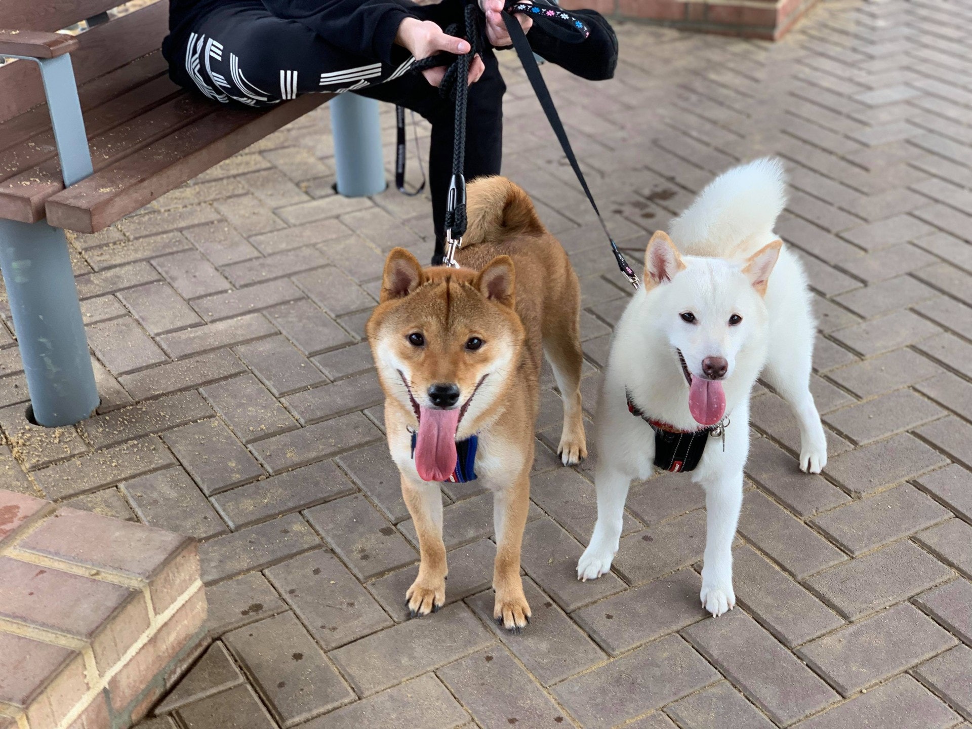 犯罪片段 柴犬兄妹超百厭3分鐘ko圍欄專家拆解原因 香港01 寵物 犯罪片段 柴犬兄妹超百厭3分鐘ko圍欄專家拆解原因 香港01 寵物