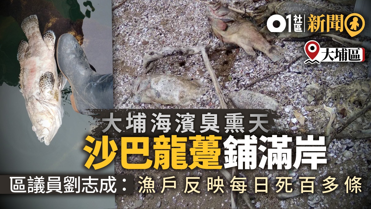 茄苳溪出現大量死魚環保局 氣溫太高溶氧不足 Yahoo奇摩新聞