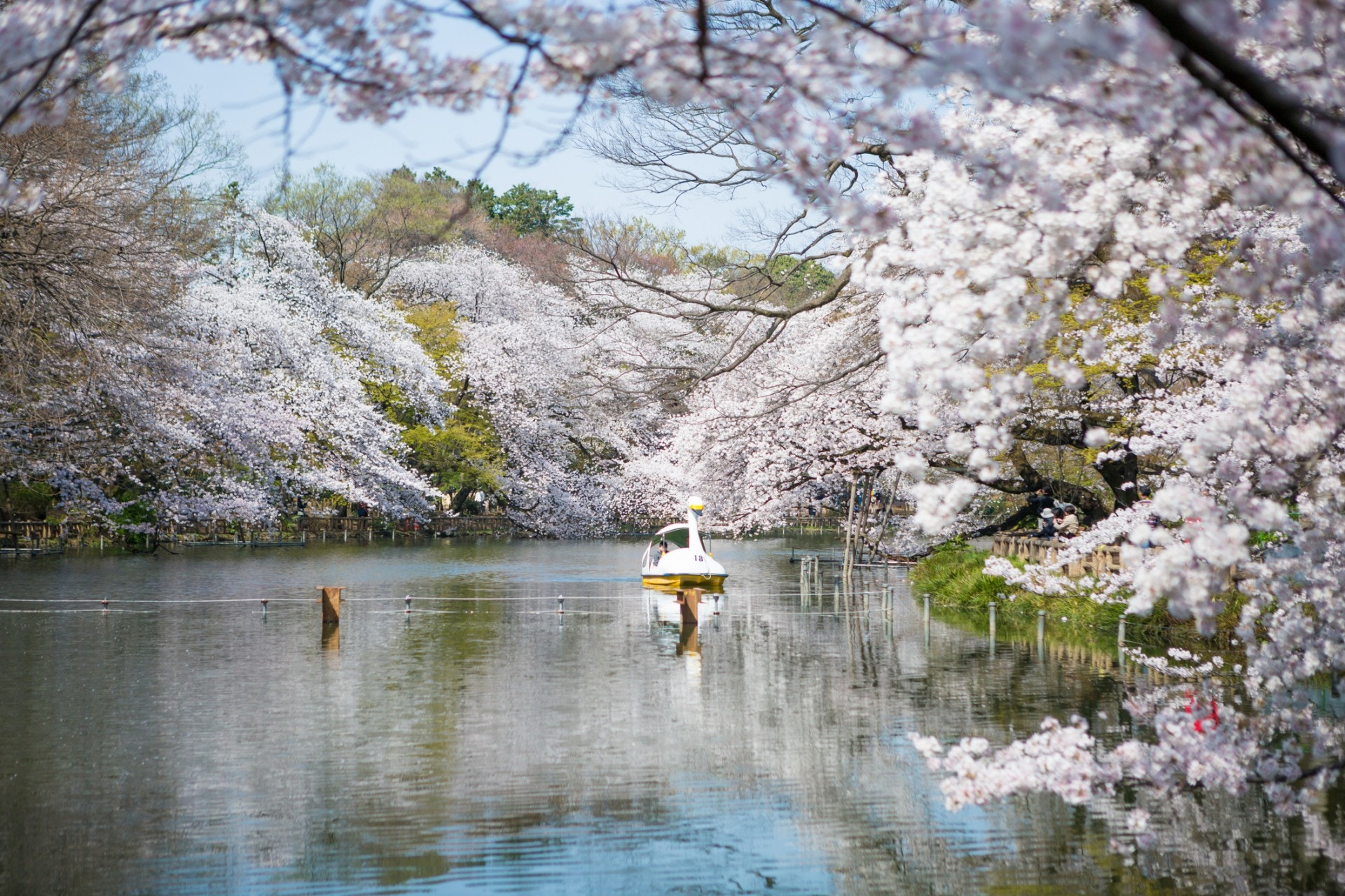 東京櫻花 人少 可泛舟湖上 上野 皇居 御苑以外的賞櫻景點 香港01 旅遊