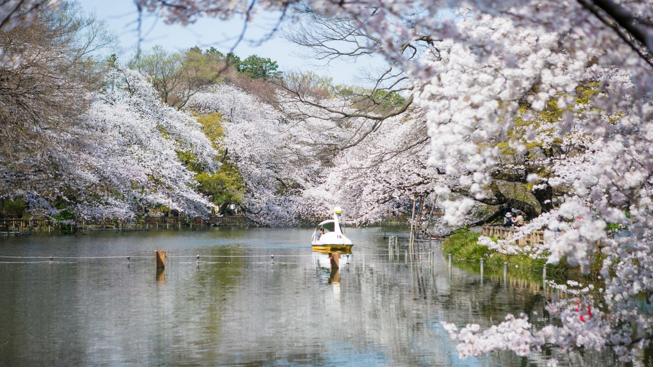 東京櫻花 人少 可泛舟湖上 上野 皇居 御苑以外的賞櫻景點 香港01 旅遊 東京櫻花 人少 可泛舟湖上 上野 皇居 御苑以外的賞櫻景點 香港01 旅遊