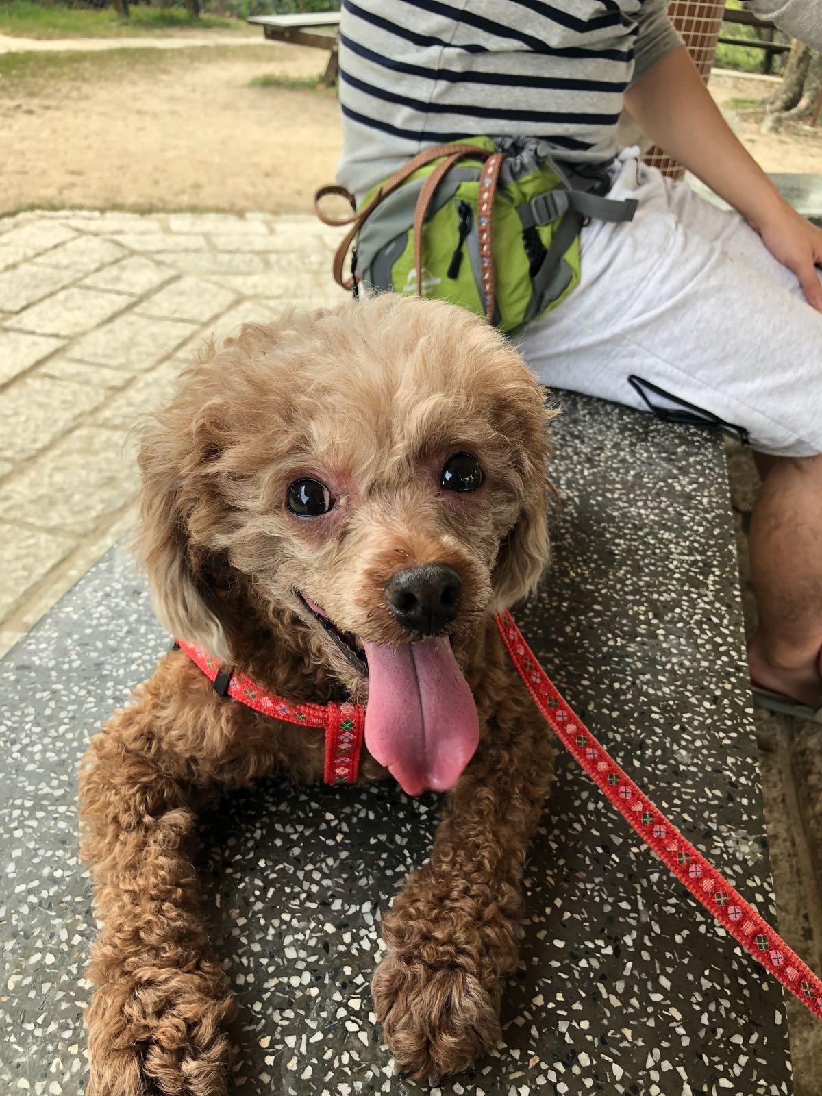 10歲的棕色貴婦狗「妹妹」前日在元朗大棠水蕉新村走失。(受訪者提供) 10歲的棕色貴婦狗「妹妹」前日在元朗大棠水蕉新村走失。(受訪者提供)